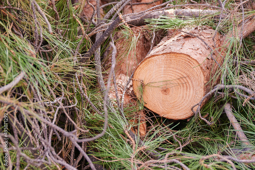 Trunk of a cut pine tree surrounded by the needles and branches of the tree