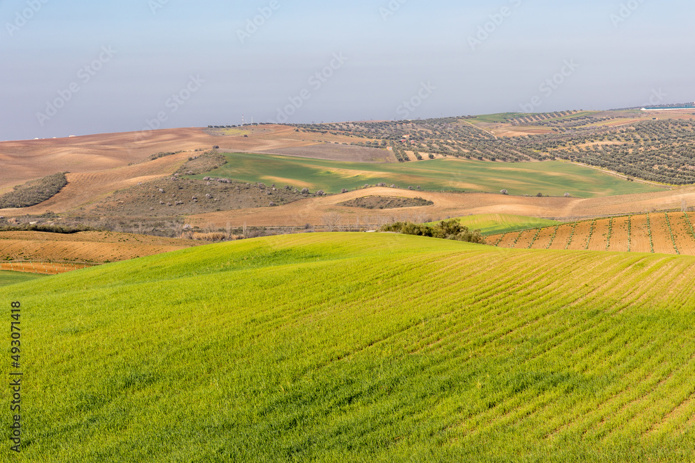 cereal fields in the province of Toledo, Spain
