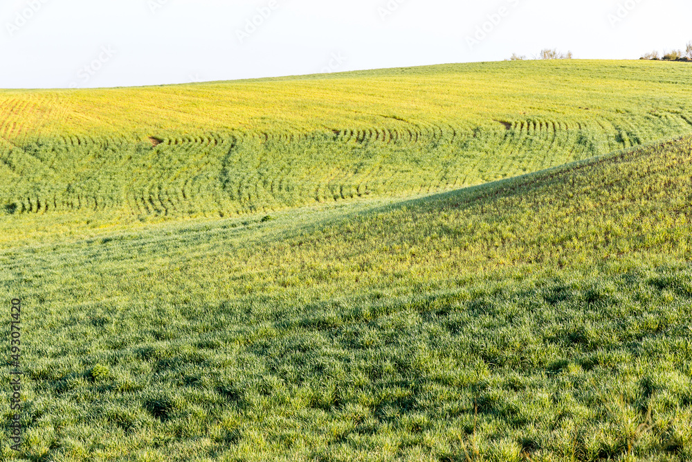 cereal fields in the province of Toledo, Spain