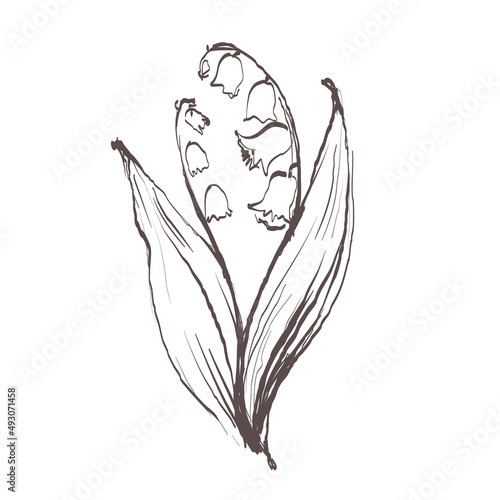 Lily of the valley flower drawing illustration. Black and white with line art on white backgrounds
