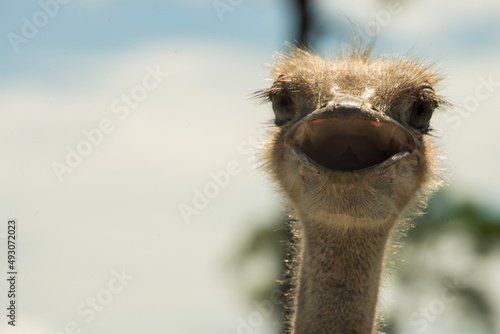 ostrich head close up © Greg