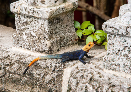 lizard on the rock