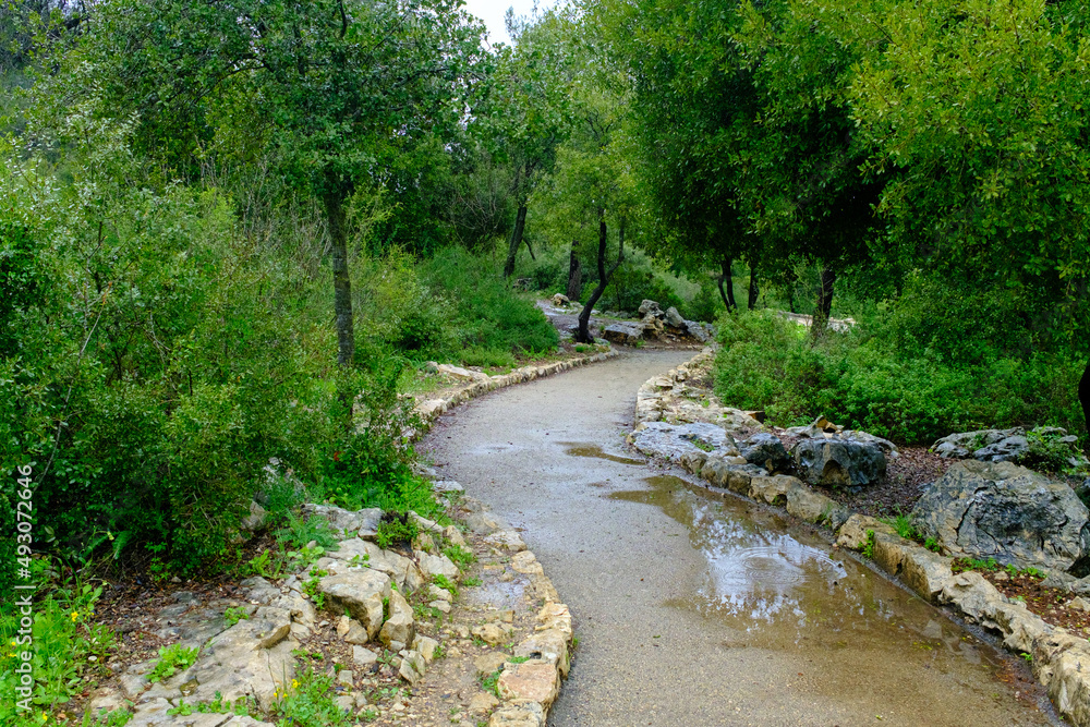 Fototapeta premium in the park after the rain