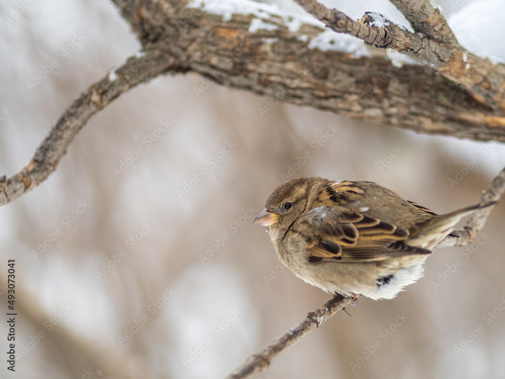 Sparrow sits on a branch without leaves. Sparrow sits on a branch without leaves.