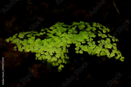 Folha verde em meio a vegetação natureza exuberante. photo