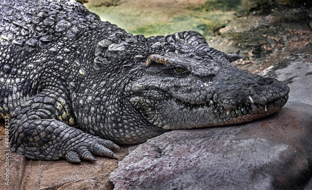 Siam crocodile on the ground. Latin name - Crocodylus siamensis Siam crocodile on the ground. Latin name - Crocodylus siamensis