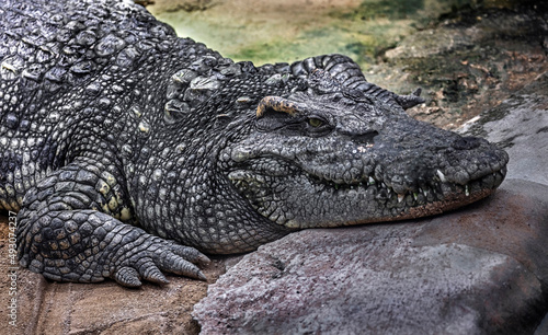 Siam crocodile on the ground. Latin name - Crocodylus siamensis 