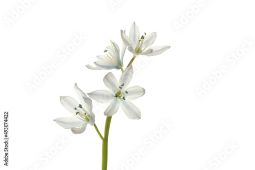 Kaukasischer Blaustern (Scilla mischtschenkoana), freisteller photo