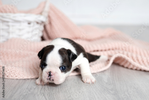 A tiny Boston Terrier puppy lies on a pink knitted blanket. Pets. Dog. Sweet. Cute © Анна Брусницына