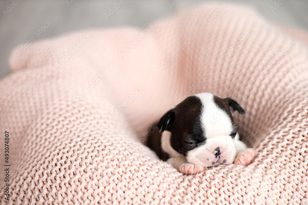 A tiny Boston Terrier puppy sleeps on a pink knitted blanket. Pets. Dog. Sweet. Cute A tiny Boston Terrier puppy sleeps on a pink knitted blanket. Pets. Dog. Sweet. Cute