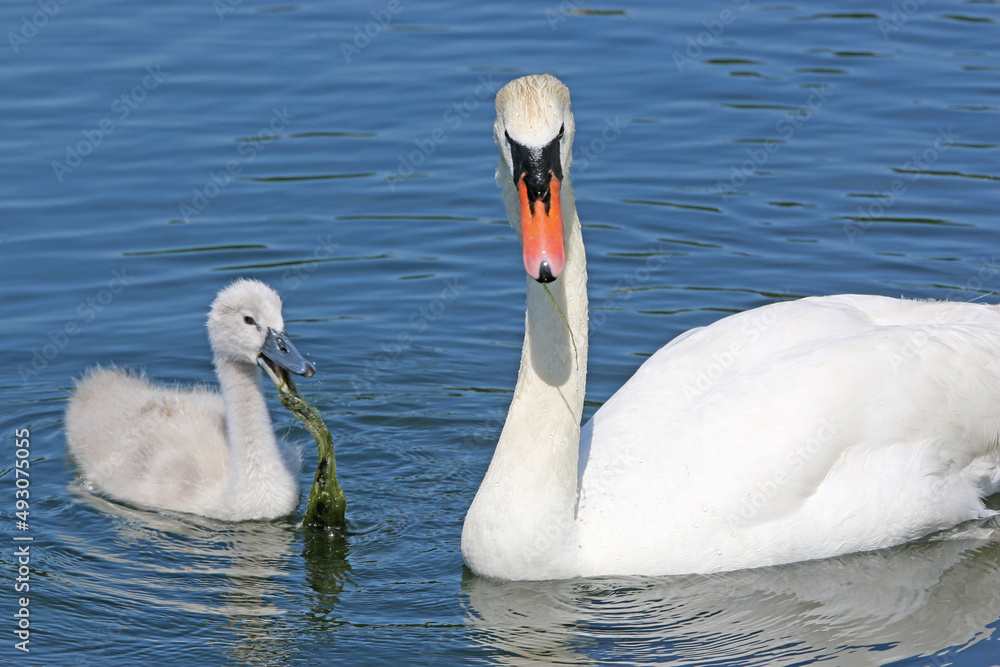 Fototapeta premium Swan and Cygnet on a lake 