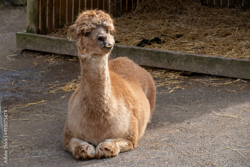 pretty brown alpaca pulling a silly face