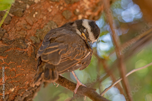 Pitangus sulphuratus pichón en una rama de un árbol photo