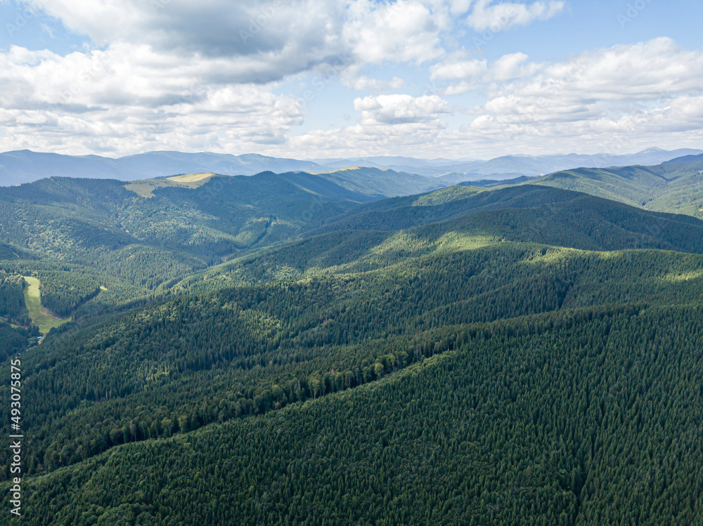 Obraz premium Green slopes of Ukrainian Carpathian mountains in summer. Cloudy morning, low clouds. Aerial drone view.