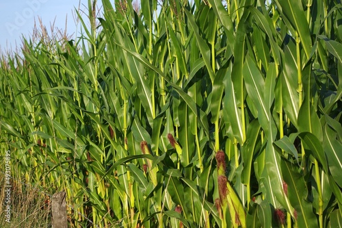 champs de maïs 