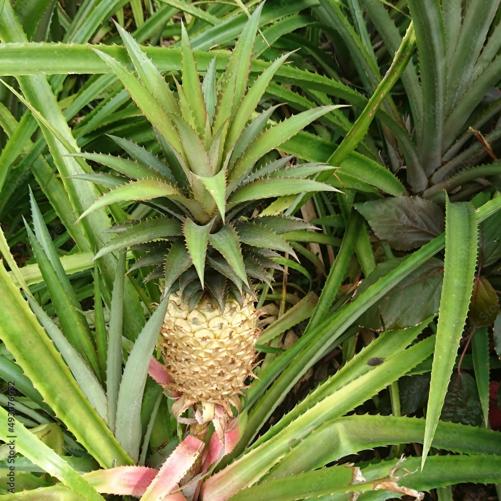 Fototapeta premium Ananas im Wachstum