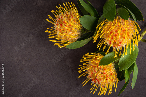 Yellow leucospermum cordifolium flower (pincushion protea) on black concrete background photo