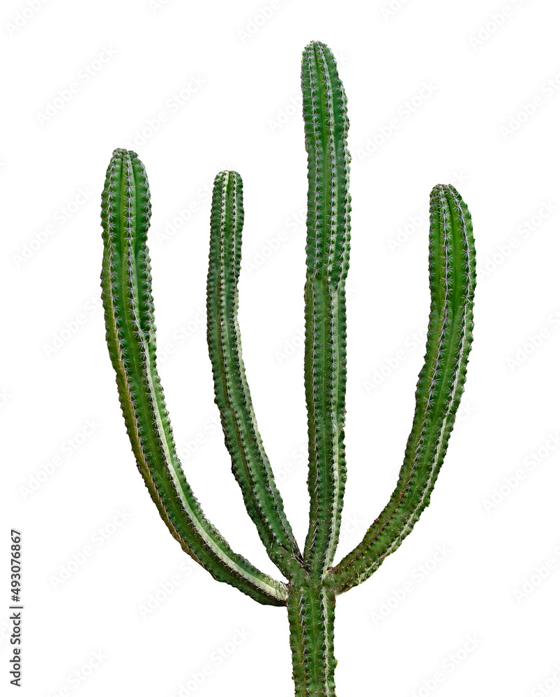Cactus isolated on white background Cactus isolated on white background