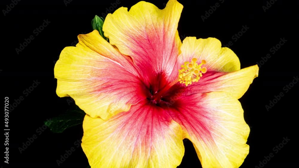 Yellow Hibiscus Open Its Flower in Time Lapse. Blooming Red Plant on a Black Background Yellow Hibiscus Open Its Flower in Time Lapse. Blooming Red Plant on a Black Background