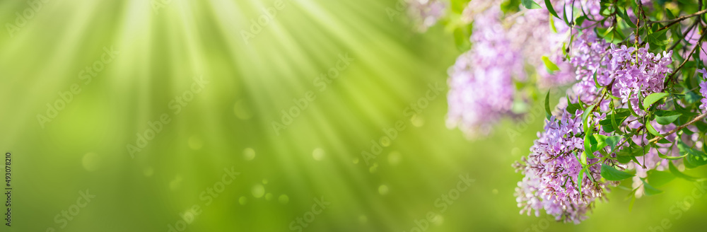 flowering lilac branch in foreground against blurred green sunny nature background, beautiful floral idyll concept with copy space for mothers day, spring garden or others flowering lilac branch in foreground against blurred green sunny nature background, beautiful floral idyll concept with copy space for mothers day, spring garden or others