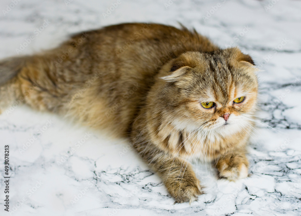 beautiful fluffy golden chinchilla cat on marble background