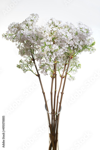 A bunch of white lilac on a white background.