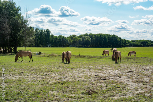 Horses of Przewalski in an open area with green grass near the forest. Sunny day. Blue skies.