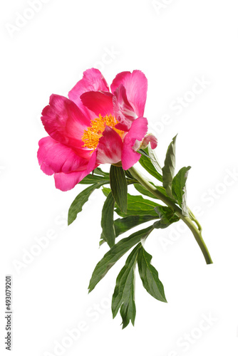 Peony flower with magenta petals and a yellow center isolated on a white background.