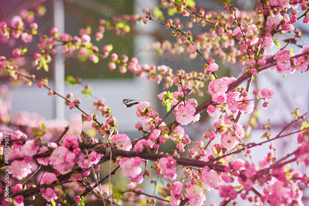 Branches of blossoming cherry macro with soft focus on gentle light blue sky background in sunlight. Beautiful floral image of spring nature Branches of blossoming cherry macro with soft focus on gentle light blue sky background in sunlight. Beautiful floral image of spring nature