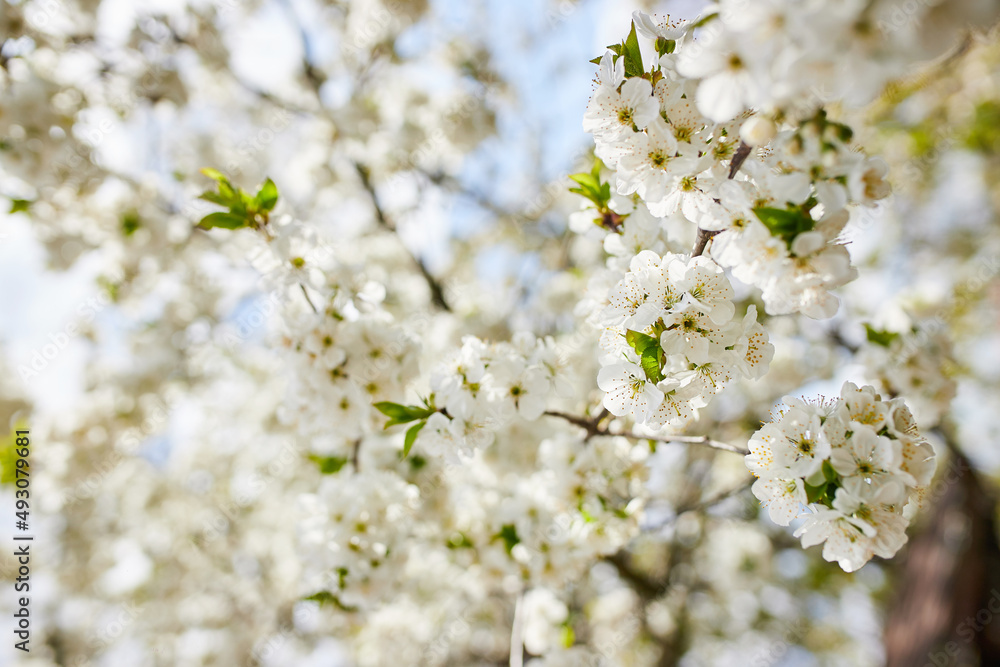 Branches of blossoming cherry macro with soft focus on gentle light blue sky background in sunlight. Beautiful floral image of spring nature Branches of blossoming cherry macro with soft focus on gentle light blue sky background in sunlight. Beautiful floral image of spring nature
