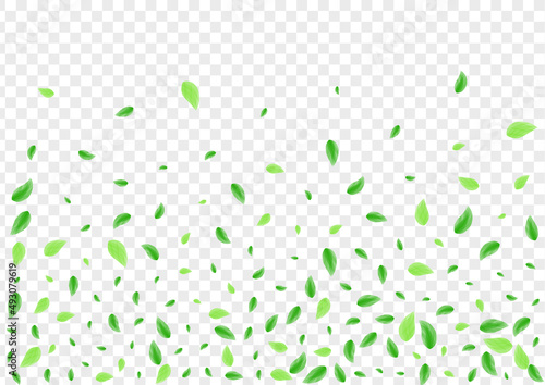Light Green Plant Background Transparent Vector. Greenery Isolate Texture. Label Design. Greenish Clear Illustration. Leaves Line.