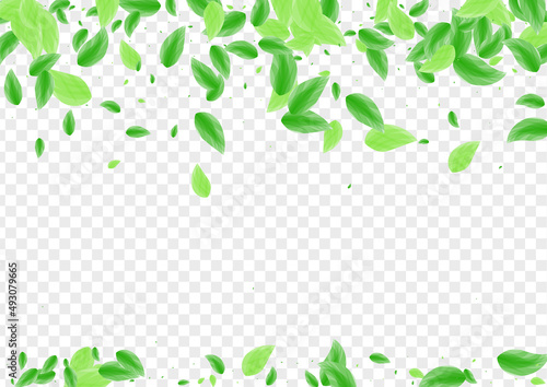 Greenish Leaf Background Transparent Vector. Vegetation Summer Design. Woods Texture. Light Green Set Frame. Plant Figure.
