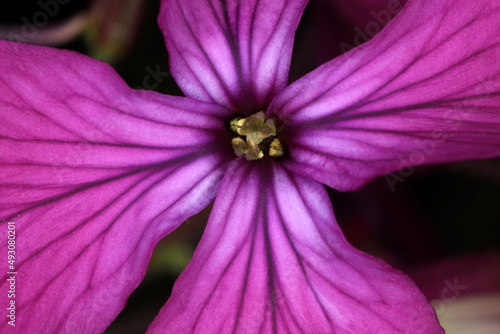 Flower detail of Annual Honesty - Lunaria annua - Money Plant photo