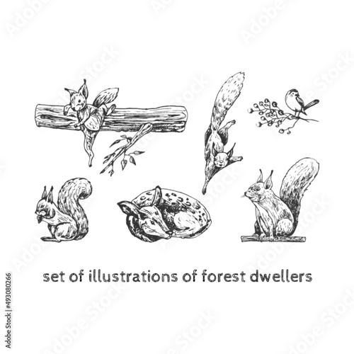 set of illustrations of forest dwellers forest dwellers, squirrel runs, sits, jumps, deer sits, bird on a branch, forest graphic elements, hand drawing, set of isolated wild nature symbols