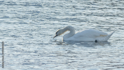 The lonely beautiful white swan is swimming in winter river. Wintering swan in the city river. Ornitology concepts.