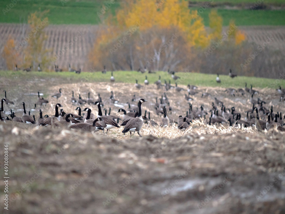 Obraz premium A big group of Canada geese in a field with autumn colors