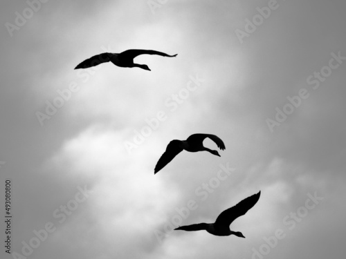 A group of Canada geese flying in black and white