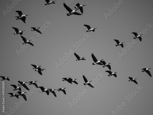 A group of Canada geese flying in black and white