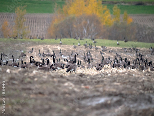 A big group of Canada geese in a field with autumn colors