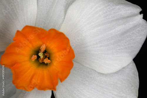 Daffodils - Narcissus geranium - flower detail - Narcissus tazetta hybrid  Geranium 