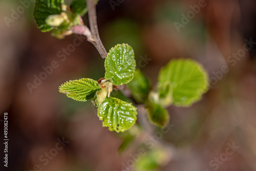 Sprout of white alder on a blurred green gray background 