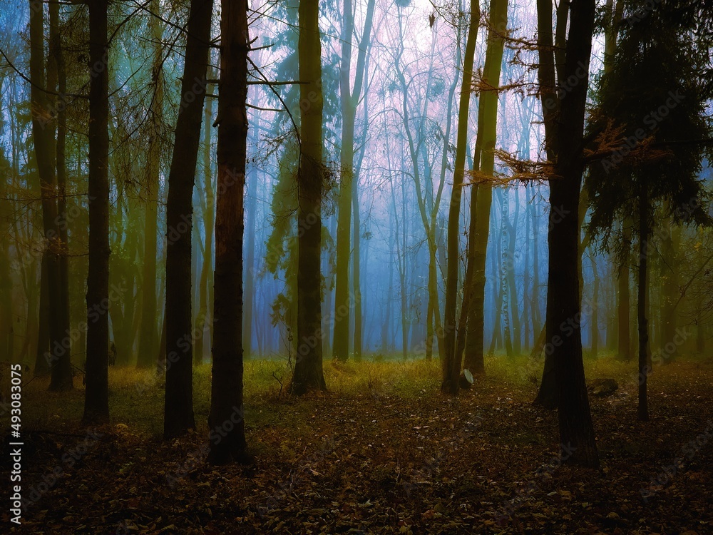 Strange foggy forest with fallen leaves. Magical place. Orange and blue tones in the autumn forest. Mystical landscape with trees and mist. Strange foggy forest with fallen leaves. Magical place. Orange and blue tones in the autumn forest. Mystical landscape with trees and mist.