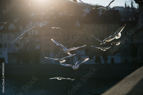 Birds in flight. Vltava river in the background. Ideal destination for a holiday.