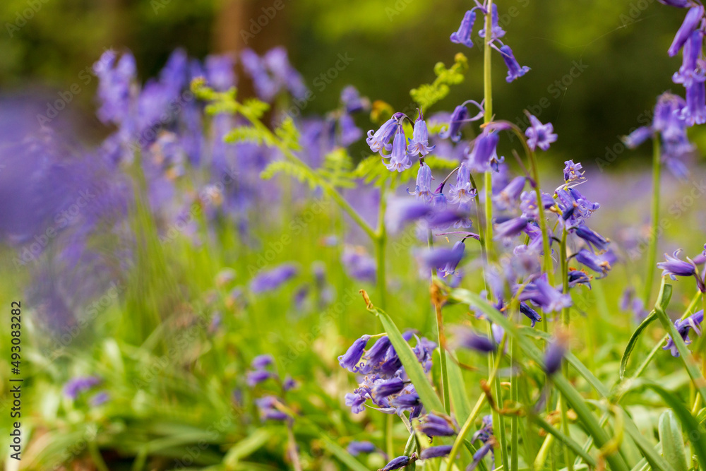 Bluebell woods Bluebell woods