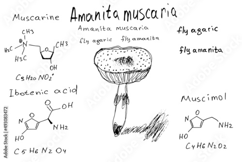 chemical formula of fly agaric. Amanita muscaria.