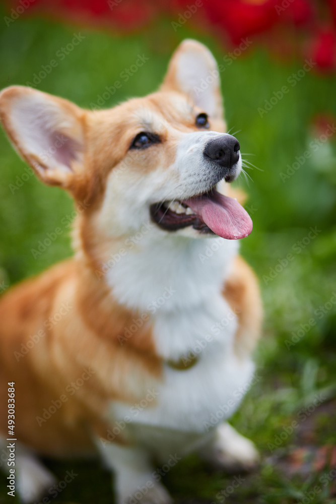 Corgi in spring flowers Corgi in spring flowers