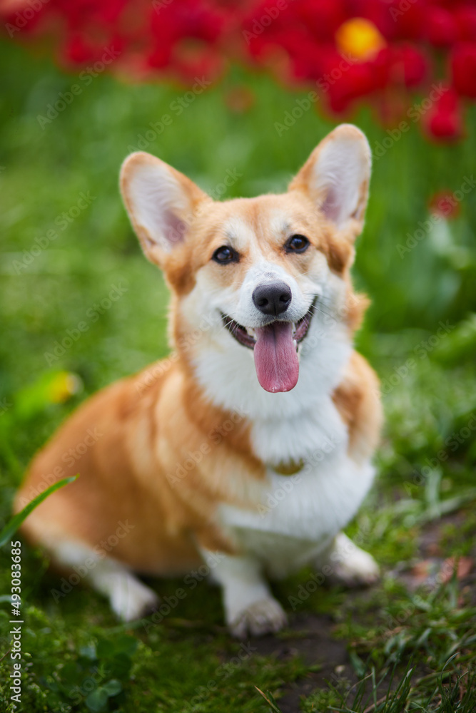 Corgi in spring flowers