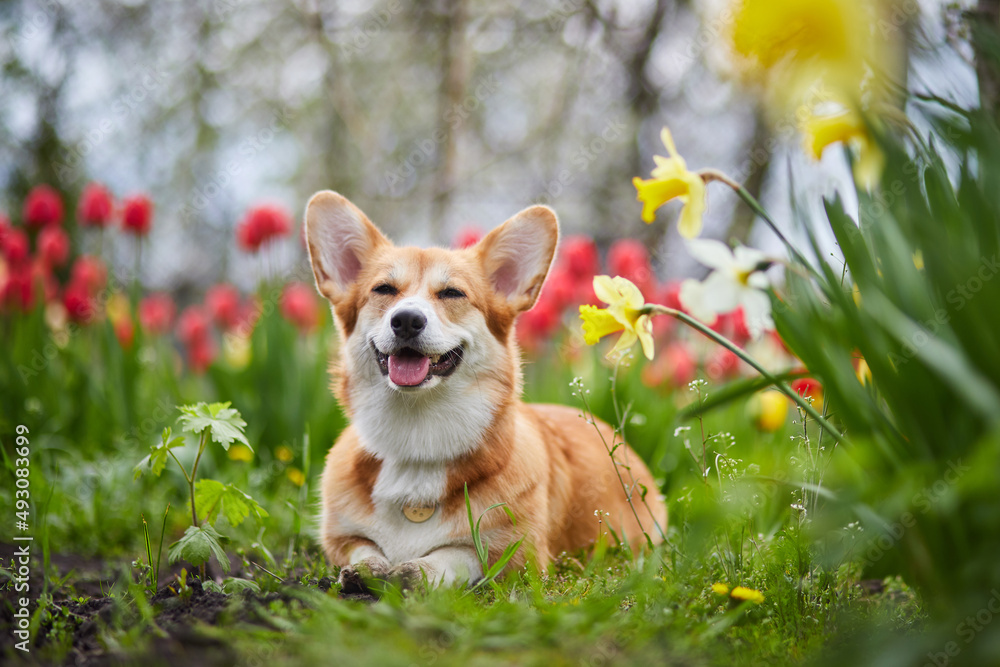 Corgi in spring flowers Corgi in spring flowers