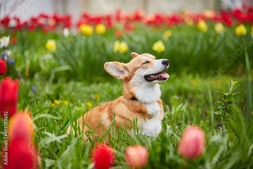 Photography Corgi in spring flowers