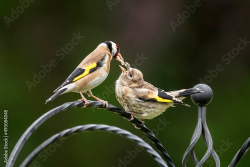 Goldfinch feeding chick